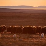 Ronan Donovan Instagram - This is a story about wolves that exist in a wilderness without competition with humans for the same food sources – wild game or livestock - and to show them for the intelligent family driven social mammals that they are. Since there is no wolf hunting in this area of Ellesmere Island, wolves view humans in a passive manner, rather than a fearful one. This allows for unparalleled access to their day-to-day lives like nowhere else on earth. My goal for this story is to remind us that wolves are complex social mammals that exist in nearly the same family structures as humans and engage in many of the same behaviors: playing, mourning, social learning, and hunting. All this to say, that while wolves around the world are continually vilified and killed at will, here on Ellesmere, they are free to live out their lives free from the report of a rifle and the bite of a trap. They exist as the key apex predators that they are, managing the prey species that in turn brings balances the ecosystem. I’m posting imagery and stories from my article in the current issue of National Geographic Magazine (@natgeo) about a family of wild Arctic wolves living on Ellesmere Island, Canada’s furthest northern landmass. The story focuses on a family of 10 wolves (6 adults and 4 pups) that I spent 1.5 months photographing and filming. The motivation for this project came out of my experiences trying to document the lives of gray wolves in Yellowstone and never feeling like I was able to do so because those wolves have a healthy fear of humans. Every wolf pack in Yellowstone has lost a pack member to hunting, so they have a necessary fear of humans. Please follow along as I continue to post images from this assignment and check out the link in my bio to the digital article - Inside the harsh lives of wolves living at the top of the world - written by Neil Shea @neilshea13 #wolf #arcticwolf #nature #wild #hunting #predator #prey #whitewolf #kingdomofthewhitewolf #arctic #canada #animals #instadaily #instagood