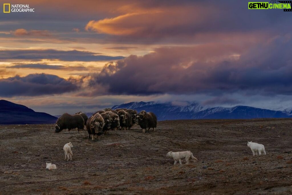 Ronan Donovan Instagram - Hunts in the Arctic often last for hours. National Geographic Explorer Ronan Donovan captured this photo on Ellesmere Island in Nunavut, Canada. This photo shows a standoff between wolves and muskoxen which ended after six hours; the muskoxen held higher ground and successfully defended themselves until the wolves gave up. Created by National Geographic Society and the National Museum of Wildlife Art, "Wolves: Photography by Ronan Donovan" displays images and videos—highlighting the contrast between wolves that live in perceived competition with humans and wolves that live without human intervention. On view now through April 29, 2023.
