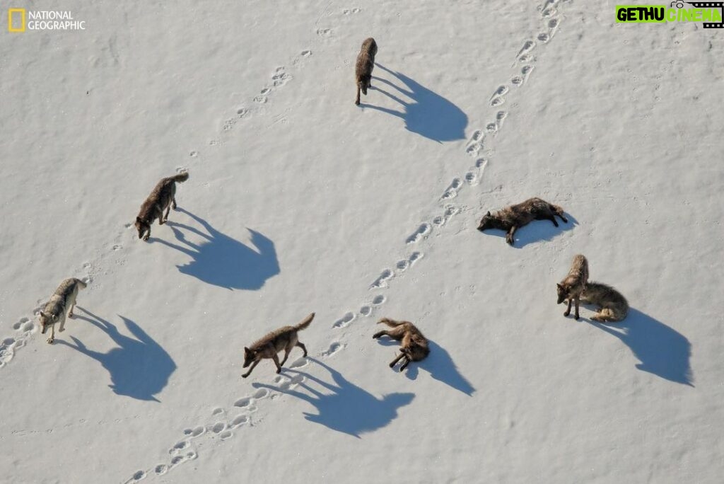 Ronan Donovan Instagram - In this photograph by National Geographic explorer Ronan Donovan the Mollie’s pack investigates grizzly bear tracks in Yellowstone’s Pelican Valley. The only pack that remains from the wolf reintroduction in 1995, the Mollie’s pack was originally called the Crystal Creek pack. It was renamed in memory of Mollie Beattie (1947-1996), former director of the U.S. Fish and Wildlife Service and an instrumental figure in the reintroduction of wolves to Yellowstone. Created by National Geographic Society and the National Museum of Wildlife Art, "Wolves: Photography by Ronan Donovan" displays images and videos—highlighting the contrast between wolves that live in perceived competition with humans and wolves that live without human intervention. On view now through April 29, 2023.