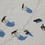 Ronan Donovan Instagram – In this photograph by National Geographic explorer Ronan Donovan the Mollie’s pack investigates grizzly bear tracks in Yellowstone’s Pelican Valley. The only pack that remains from the wolf reintroduction in 1995, the Mollie’s pack was originally called the Crystal Creek pack. It was renamed in memory of Mollie Beattie (1947-1996), former director of the U.S. Fish and Wildlife Service and an instrumental figure in the reintroduction of wolves to Yellowstone.

Created by National Geographic Society and the National Museum of Wildlife Art, “Wolves: Photography by Ronan Donovan” displays images and videos—highlighting the contrast between wolves that live in perceived competition with humans and wolves that live without human intervention. On view now through April 29, 2023.