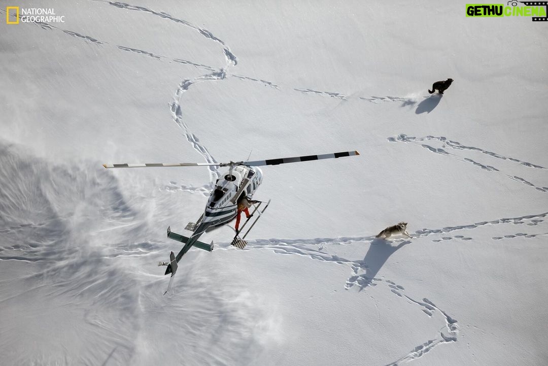 Ronan Donovan Instagram - Over 500 wolves have been tracked using collars since their reintroduction to Yellowstone National Park in 1995 – a result of one of the most detailed long-term studies of wolves to date. Using these collars, researchers can study pack movements, size, composition, prey selection and pup survival. Learn more about what it takes to track wild wolves while visiting the @NatGeoMuseum and @WildlifertJH exhibition Wolves: Photography by Ronan Donovan. Now open at the Museum until February 11! Photography by @ronan_donovan, National Geographic #ExperienceWonder #NationalGeographic #RonanDonovan #Wolves #Wildlife #MuseumofWildlifeArt #NationalGeographicMuseum High Desert Museum