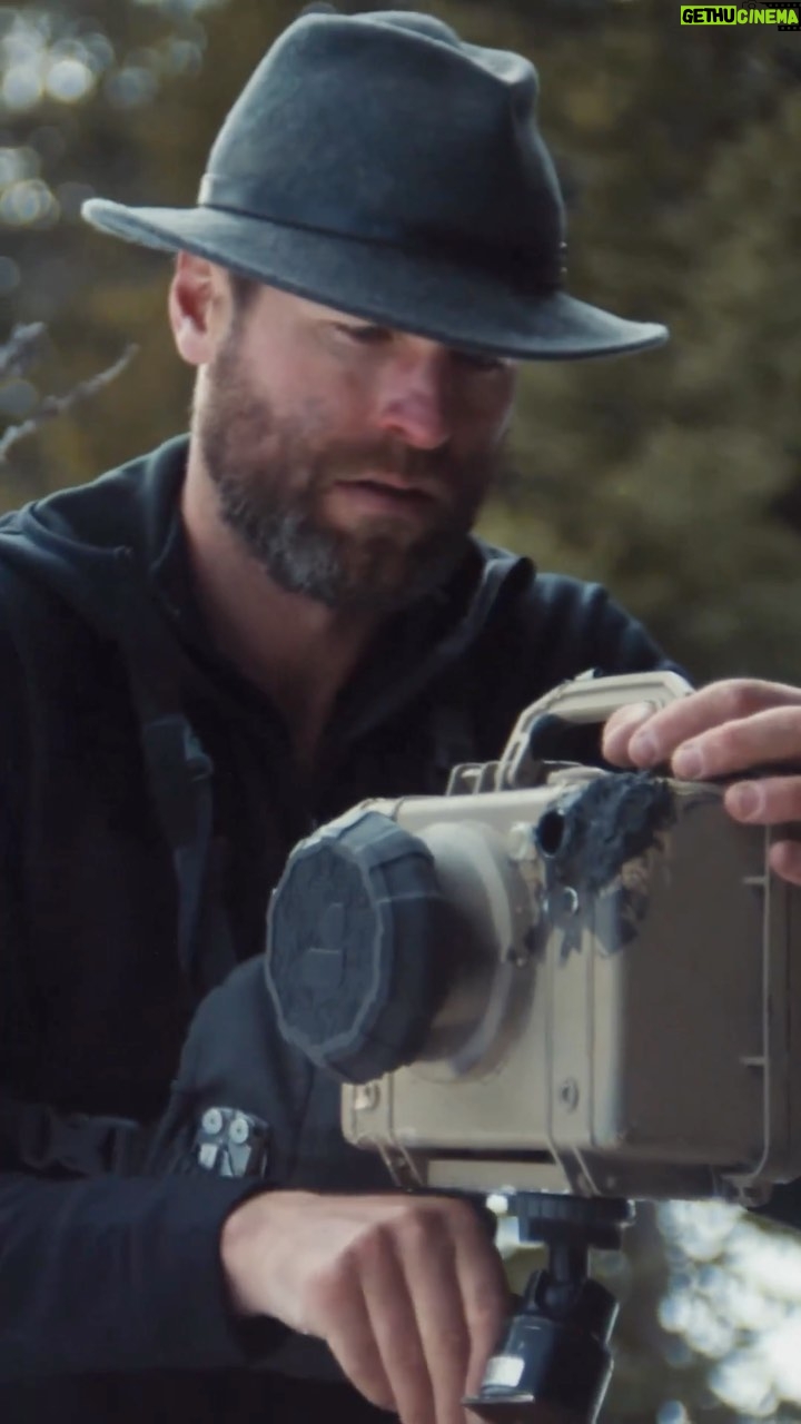 Ronan Donovan Instagram - The wolves in Yellowstone can still be hunted and trapped when they leave the safety of the park’s boundary during the winter months. As a result, they are shy in comparison to wolves that aren’t hunted by humans and it can be challenging to take photos of them. @ronan_donovan uses camera traps to be able to capture images of wolves moving through their home ranges. #jackwolfskin #welivetodiscover #rewildtheworld #rewildourselves Yellowstone National Park