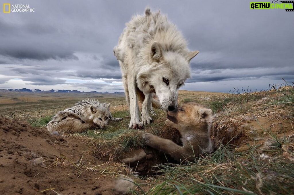 Ronan Donovan Instagram - Today is the day! Join us for a sneak peek of “Wolves: Photography by Ronan Donovan” at 11:30 a.m. or the FREE community opening event from 5 - 7 p.m. TONIGHT (11/4). The exhibition formally opens at the National Museum of Wildlife Art tomorrow on November 5. Visit the link in our bio for a full list of Wolf Weekend events! Photograph by Ronan Donovan, National Geographic. “Wolves: Photography by Ronan Donovan” is organized and traveled by the National Geographic Society in partnership with the National Museum of Wildlife Art. . . #wildlifeartjh #wildlifeart #wildlifephotography #artmuseum #RonanDonovan #NatGeo #photooftheday #NationalGeographic #NationalGeographicSociety #wolves #exhibtionopening #AmericanArt #museumcollection #wildlifeonearth #Wyoming #yourmuseum #animalart #jacksonwy #visitjacksonhole #artoftheday #instaart #instaartist #JacksonHole #yellowstone #ThatsWY #museummoment #wildwolves #wolf #communityopening