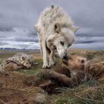 Ronan Donovan Instagram – Today is the day! Join us for a sneak peek of “Wolves: Photography by Ronan Donovan” at 11:30 a.m. or the FREE community opening event from 5 – 7 p.m. TONIGHT (11/4). The exhibition formally opens at the National Museum of Wildlife Art tomorrow on November 5. Visit the link in our bio for a full list of Wolf Weekend events!

Photograph by Ronan Donovan, National Geographic. “Wolves: Photography by Ronan Donovan” is organized and traveled by the National Geographic Society in partnership with the National Museum of Wildlife Art.

.

.

#wildlifeartjh #wildlifeart #wildlifephotography #artmuseum #RonanDonovan #NatGeo #photooftheday #NationalGeographic #NationalGeographicSociety #wolves #exhibtionopening #AmericanArt #museumcollection #wildlifeonearth #Wyoming #yourmuseum #animalart #jacksonwy #visitjacksonhole #artoftheday #instaart #instaartist #JacksonHole #yellowstone #ThatsWY #museummoment #wildwolves #wolf #communityopening