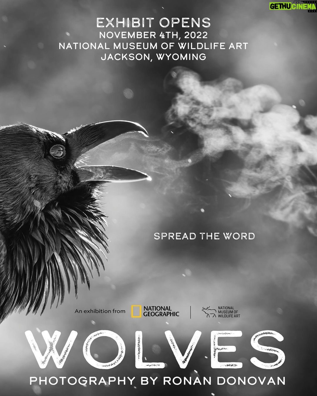 Ronan Donovan Instagram - SAVE THE DATE - Museum Exhibit Opens November 4th, 2022 National Museum of Wildlife Art Jackson, Wyoming The National Museum of Wildlife Art will debut the traveling photography exhibition Wolves: Photography by Ronan Donovan, featuring Donovan’s stunning images and videos of wild wolves in the Greater Yellowstone Ecosystem and Ellesmere Island in the high Canadian Arctic. @natgeomuseum @wildlifeartjh @natgeo