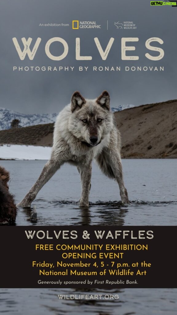 Ronan Donovan Instagram - I’m so excited to announce that the 🐺 WOLVES 🐺 Photo Exhibit will be opening on November 4th at the National Museum of Wildlife Art in Jackson Wyoming @wildlifeartjh The exhibit explores the relationship between humans and wolves through my photographs of wild wolves in Yellowstone and the High Arctic. This is my first exhibit of any kind and I couldn’t be more thrilled and I’m so grateful for the opening to be in Jackson Wyoming. If you’re in the area in November, please come to the opening or stop by the museum through April 2023 to see the exhibit. I will post more in the coming weeks leading up to the opening. For now, put the weekend of November 4th-6th on your calendar and join for ‘Wolves and Waffles' + my opening talk on Friday, a wold panel discussion on Saturday and the kids program on Sunday. I hope to see you there. Link in my bio for info. @NatGeoMuseum @WildlifeArtJH @natgeo