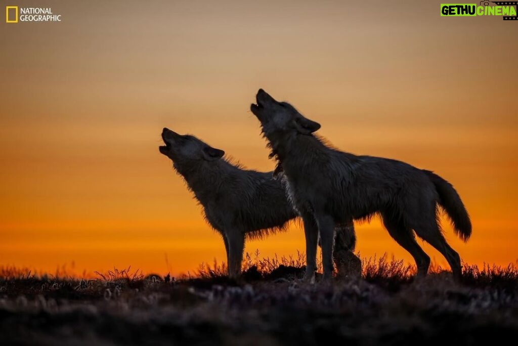 Ronan Donovan Instagram - Did you know that a wolf’s howl can travel up to 10 miles over a vast landscape like Ellesmere Island? 🐺 As you’ll learn (and hear) while walking through the @NatGeoMuseum and @wildlifeartjh exhibition, “Wolves: Photography by Ronan Donovan”, wolves are highly social creatures and howling is one of their primary forms of communication! A howl can have many meanings. For instance, a wolf may howl as a warning to a rival pack. It may also howl to share its location or to show affection to its fellow pack members! With only ONE MONTH before this remarkable travelling exhibition leaves the High Desert Museum, now is the time to check out the “Wolves: Photography by Ronan Donovan”exhibition and learn more about the lesser-known lives of wild wolves. We hope to see you soon! 📸 Ronan Donovan, National Geographic #ExperienceWonder #NationalGeographic #RonanDonovan #Wolves #Wildlife #MuseumofWildlifeArt #nationalgeographicmuseum