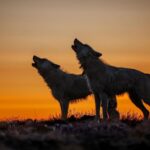 Ronan Donovan Instagram - Did you know that a wolf’s howl can travel up to 10 miles over a vast landscape like Ellesmere Island? 🐺 As you’ll learn (and hear) while walking through the @NatGeoMuseum and @wildlifeartjh exhibition, “Wolves: Photography by Ronan Donovan”, wolves are highly social creatures and howling is one of their primary forms of communication! A howl can have many meanings. For instance, a wolf may howl as a warning to a rival pack. It may also howl to share its location or to show affection to its fellow pack members! With only ONE MONTH before this remarkable travelling exhibition leaves the High Desert Museum, now is the time to check out the “Wolves: Photography by Ronan Donovan”exhibition and learn more about the lesser-known lives of wild wolves. We hope to see you soon! 📸 Ronan Donovan, National Geographic #ExperienceWonder #NationalGeographic #RonanDonovan #Wolves #Wildlife #MuseumofWildlifeArt #nationalgeographicmuseum
