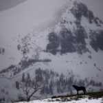 Ronan Donovan Instagram - Yesterday, Montana’s House and the Senate voted through the below bills related to wolves and bears.⁣ There’s a link in my bio to a series of resources from press releases and how to contact Montana’s Governor and state politicians. These bills affect bison, bears (black and grizzly), wolves and the health of landscapes as a whole.⁣ These bills come from small private special interest groups in Montana and are not based upon science-based wildlife management. Hunters, anglers, wildlife watchers and citizens of Montana should be deeply concerned. ⁣ ⁣ SB 314⁣ Bill passed 64-36 on a mostly party line vote. Three Republicans broke ranks (Greef, Nave, and Putnam) to vote against the bill. ⁣ ⁣ Synopsis: Establishes the intent of wolf hunting and trapping seasons that could reduce Montana’s wolf population to a minimum of 15 breeding pairs. Would also allow FWP to authorize a single individual to kill an unlimited number of wolves. Finally, it allows night hunting on private lands with the use of artificial light or night vision scopes.⁣ ⁣ HB 468⁣ Bill passed 28-22. Three Republicans broke ranks (Molnar, Weborn, and Saloman) and voted against the bill. Brad Molnar (Billings) spoke out against the bill arguing that it could lead to the delisting of the Grizzly Bear b/c the hunt will be held in the Spring and cubs could easily die without their mothers.    ⁣ ⁣ Synopsis: Authorizes the use of dogs while hunting black bears and establishes a training season from end of spring until June 15 of that year. ⁣ ⁣ SB 337⁣ Bill passed 67-33 on a straight party line vote. ⁣  ⁣ Synopsis: Establishes that the FWP can respond to any bear that is 'causing conflict outside of a federal recovery zone.' Additionally, 'If the bear is to be relocated the department may not relocate the bear.' Which, in our reading, means the bear must be killed.⁣ ⁣ SJ 18⁣ Bill passed 68-32  Rep. Fielder offered an amendment that would extend the resolution to the entire state instead of concentrating on areas that 'meet the criteria.' The amendment also states that the management of Montana's grizzly bears would exempt the delisting of grizzly bear populations from judicial review. ⁣ Link in my bio for info Montana, USA