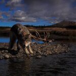 Ronan Donovan Instagram - Link in bio // Montana’s wildlife heritage is under serious threat at this time as a result of a series of bills being pushed through the Republican lead legislature. These bills relate to reducing Montana’s wolf population by 80%, legalizing, enacting a wolf bounty, wolf neck snares, blocking bison from future restoration, and more. There’s a link in my bio to a series of resources from press releases and how to contact Montana’s Governor and state politicians. These bills come from small private special interest groups in Montana and are not based upon science-based wildlife management. Hunters, anglers, wildlife watchers and citizens of Montana should be deeply concerned. ⁣ ⁣ "Already they're being marginalized, diminished in number, deprived of habitat, leached of genetic vigor, constricted within insufficient refugia, extirpated here, extirpated there. One aspect of that trend is that they're becoming disconnected from Homo sapiens and⁣ we're becoming disconnected from them. Throughout our history as a species -- tens of millennia, hundreds of millennia, going on two million years -- we have tolerated the dangerous, problematic presence of big predators, finding roles for them within our emotional universe." — David Quammen, Monster of God, 2003⁣ ⁣ "I was young then, and full of trigger-itch; I thought that because fewer wolves meant more deer, that no wolves would mean hunters’ paradise. But after seeing the green fire die, I sensed that neither the wolf nor the mountain agreed with such a view.”⁣ — Aldo Leopold, A Sand County Almanac, 1949⁣ ⁣ As self-centered modern humans, indeed we are still young. ⁣ ⁣ Montana, USA