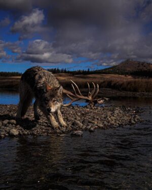 Ronan Donovan Instagram - Link in bio // Montana’s wildlife heritage is under serious threat at this time as a result of a series of bills being pushed through the Republican lead legislature. These bills relate to reducing Montana’s wolf population by 80%, legalizing, enacting a wolf bounty, wolf neck snares, blocking bison from future restoration, and more. There’s a link in my bio to a series of resources from press releases and how to contact Montana’s Governor and state politicians. These bills come from small private special interest groups in Montana and are not based upon science-based wildlife management. Hunters, anglers, wildlife watchers and citizens of Montana should be deeply concerned. ⁣
⁣
"Already they're being marginalized, diminished in number, deprived of habitat, leached of genetic vigor, constricted within insufficient refugia, extirpated here, extirpated there. One aspect of that trend is that they're becoming disconnected from Homo sapiens and⁣
we're becoming disconnected from them. Throughout our history as a species -- tens of millennia, hundreds of millennia, going on two million years -- we have tolerated the dangerous, problematic presence of big predators, finding roles for them within our emotional universe."
— David Quammen, Monster of God, 2003⁣
⁣
"I was young then, and full of trigger-itch; I thought that because fewer wolves meant more deer, that no wolves would mean hunters’ paradise. But after seeing the green fire die, I sensed that neither the wolf nor the mountain agreed with such a view.”⁣
— Aldo Leopold, A Sand County Almanac, 1949⁣
⁣
As self-centered modern humans, indeed we are still young. ⁣
⁣