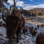 Ronan Donovan Instagram - Link in bio // Montana’s wildlife heritage is under serious threat at this time as a result of a series of bills being pushed through the Republican lead legislature. These bills relate to reducing Montana’s wolf population by 80%, enacting a wolf bounty, legalizing wolf neck snares, blocking bison from future restoration, and more. There’s a link in my bio to a series of resources from press releases and how to contact Montana’s Governor and state politicians. These bills come from small private special interest groups in Montana and are not based upon science-based wildlife management. ⁣ ⁣ “Detailed wildlife policy should be science-based and set by the Montana Fish and Wildlife Commission with the input of the public, not by the Legislature. These bills will harm the image of hunters and hunting in Montana. For decades Montana has been a leader in science-based wildlife management in the US. These bills are not based on science and are harmful to wildlife and the hunting heritage of Montana.”⁣ - From a letter of Montana residents and professional wildlife biologists and managers with a total of 1,561 years of experience in wildlife management and wildlife habitat management. Among us are 16 retired employees of Montana Fish, Wildlife, and Parks with 469 years with the agency, and three former commissioners from the Montana Fish and Wildlife Commission. Link in bio for that.⁣ ⁣ "The unsportsmanlike killing of wolves by virtually any means is a blatant rejection of the concept of fair chase hunting, as defined by the Boone and Crockett Club. Such extreme anti-predator policies will malign the image of sport hunters in the eyes of most of the public." — Christopher Servheen - retired Grizzly Bear Recovery Coordinator in the lower-48 states for the US Fish and Wildlife Service after 35 years of service, 2021⁣ #montana #wildlife @amivitale @greateryellowstone @defendersofwildlife @trapfreemt @sierraclub Montana, USA