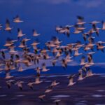 Ronan Donovan Instagram - Spring is on the wing across the northern hemisphere. I took this photo a month post surgery on both of my knees after the Arctic wolf project. It was one of my first forays into the natural world after being in pain and worried about my physical abilities into the future. Seeing and hearing this annual event of resilience in the form of tens of thousands of snow geese making their way north did wonders to rejuvenate my mind and body. Take time to heal and to stand in awe of the natural world. Montana