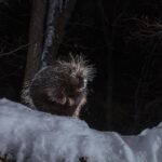 Ronan Donovan Instagram - Sharing some more images and stories from my takeover of @ilcp_photographers⁣ These are meant to be useful to aspiring photojournalists looking to get into conservation photography and science communication.⁣ ⁣ // The images from my previous post depicted the wildlife that I had continued access to or species that I was working with as a wildlife field biologist. The same goes for learning new camera techniques or even with new camera gear - stick to wildlife or locations that you have easy access to (nearby parks or even bird feeders or pets). ⁣ ⁣ My approach was no different In 2014 when I built my own camera trap system to learn how to create images of shy animals at night. I started with my dog and then found species that were nearby and unafraid - porcupines and snowshoe hares. There are plenty of tutorials, forums and commercially available camera trap gear now, so just do some googling and you’ll find it. ⁣ ⁣ As I mentioned at the end of my previous post, I was creating single images that lacked a story. With camera traps, I was trying different angles with these species to try and showcase more of their behaviors. But still, these were not stories and I was far from a working photographer at this point. ⁣ Montana