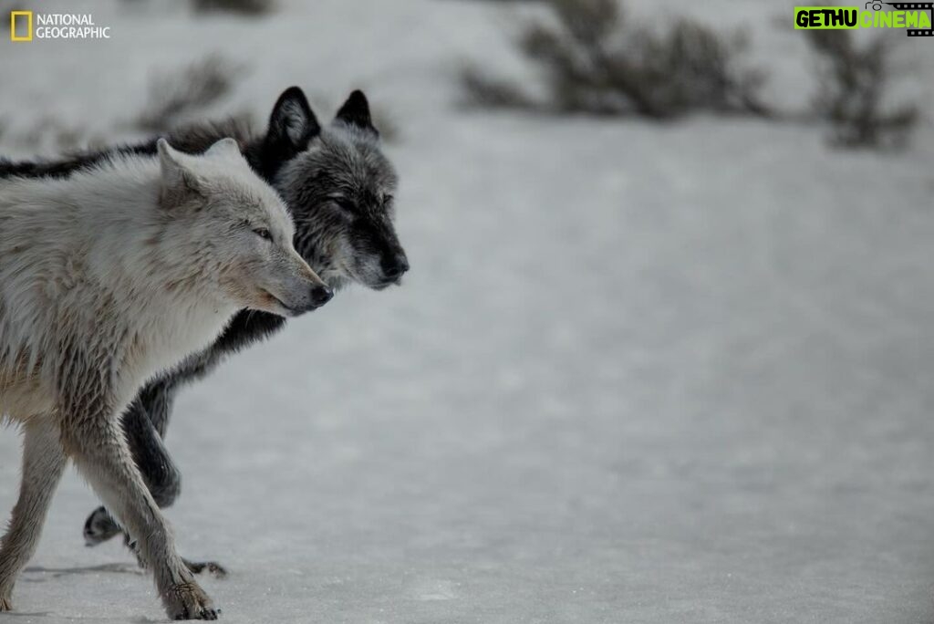 Ronan Donovan Instagram - This weekend marks your last chance to explore the captivating @NatGeoMuseum and @WildlifeArtJH exhibition “Wolves: Photography by Ronan Donovan” at the High Desert Museum! 🐺 Dive into the lives of this remarkable species through Donovan’s documentation of wolves in the Greater Yellowstone Ecosystem and the high Canadian Arctic. 🐺 Explore the impact of human-wolf conflict on Yellowstone wolves compared to their Arctic counterparts who haven’t learned to fear humans. 🐺 Hear about how Donovan gets the shot through immersive video footage. … and MORE! Join us for the grand finale of “Wolves” and discover the intricate lives of these incredible creatures. 📸 Photography by @ronan_donovan , National Geographic #ExperienceWonder #NationalGeographic #RonanDonovan #Wolves #Wildlife #MuseumofWildlifeArt #NationalGeographic