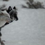 Ronan Donovan Instagram - This weekend marks your last chance to explore the captivating @NatGeoMuseum and @WildlifeArtJH exhibition “Wolves: Photography by Ronan Donovan” at the High Desert Museum! 🐺 Dive into the lives of this remarkable species through Donovan’s documentation of wolves in the Greater Yellowstone Ecosystem and the high Canadian Arctic. 🐺 Explore the impact of human-wolf conflict on Yellowstone wolves compared to their Arctic counterparts who haven’t learned to fear humans. 🐺 Hear about how Donovan gets the shot through immersive video footage. … and MORE! Join us for the grand finale of “Wolves” and discover the intricate lives of these incredible creatures. 📸 Photography by @ronan_donovan , National Geographic #ExperienceWonder #NationalGeographic #RonanDonovan #Wolves #Wildlife #MuseumofWildlifeArt #NationalGeographic
