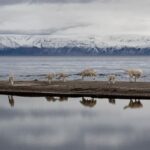 Ronan Donovan Instagram - This weekend marks your last chance to explore the captivating @NatGeoMuseum and @WildlifeArtJH exhibition “Wolves: Photography by Ronan Donovan” at the High Desert Museum! 🐺 Dive into the lives of this remarkable species through Donovan’s documentation of wolves in the Greater Yellowstone Ecosystem and the high Canadian Arctic. 🐺 Explore the impact of human-wolf conflict on Yellowstone wolves compared to their Arctic counterparts who haven’t learned to fear humans. 🐺 Hear about how Donovan gets the shot through immersive video footage. … and MORE! Join us for the grand finale of “Wolves” and discover the intricate lives of these incredible creatures. 📸 Photography by @ronan_donovan , National Geographic #ExperienceWonder #NationalGeographic #RonanDonovan #Wolves #Wildlife #MuseumofWildlifeArt #NationalGeographic