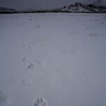 Ronan Donovan Instagram - With snow on the ground, it’s finally winter tracking season again! Every footfall and can be read on fresh snow and there’s always a new story waiting to unfold in front of those who decide to follow. So get out there and follow some tracks this winter! If you’re new to the craft, start small with the animals around your home or in a park. If you see a squirrel or rabbit running across the snow, go check out their tracks and learn the patterns. There are also plenty of books out there to help learning the basics. And if you're in an area that doesn't get snow, mud can work just as well. 1st 📷: @willsaundersphoto @jackwolfskin #jackwolfskin