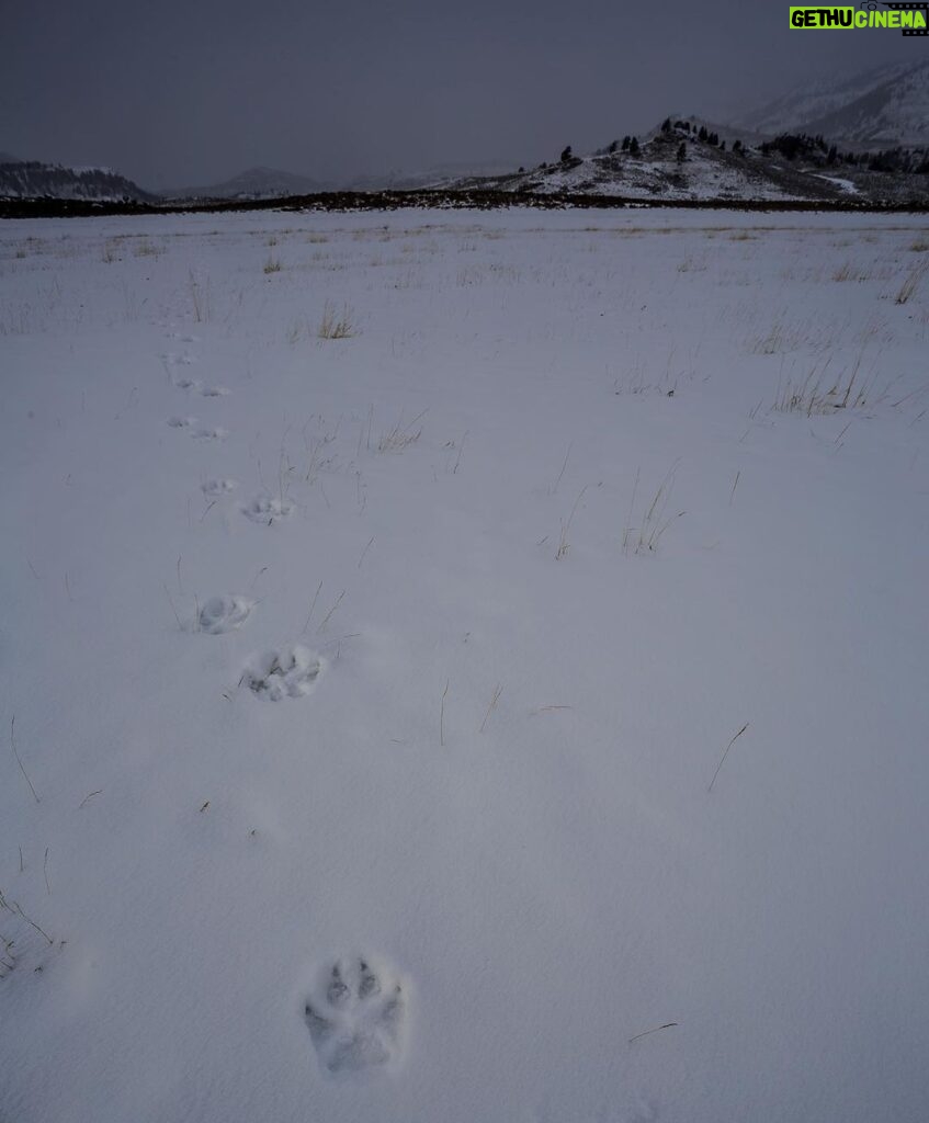 Ronan Donovan Instagram - With snow on the ground, it’s finally winter tracking season again! Every footfall and can be read on fresh snow and there’s always a new story waiting to unfold in front of those who decide to follow. So get out there and follow some tracks this winter! If you’re new to the craft, start small with the animals around your home or in a park. If you see a squirrel or rabbit running across the snow, go check out their tracks and learn the patterns. There are also plenty of books out there to help learning the basics. And if you're in an area that doesn't get snow, mud can work just as well. 1st 📷: @willsaundersphoto @jackwolfskin #jackwolfskin