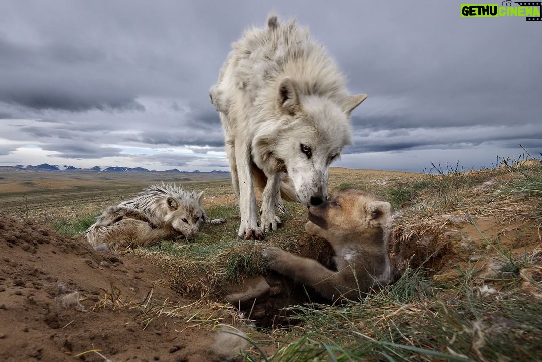 Ronan Donovan Instagram - We were stoked to have @ronan_donovan on the podcast recently to discuss his incredible life, work, and educational pursuits! The episode releases this Friday on your favorite podcast platform including @applepodcasts @spotify β’ Catch Kingdom of the White Wolf on @disneyplus @natgeo β’ Visit his exhibit at the High Desert ποΈ Museum in Bend, Oregon here: https://highdesertmuseum.org/wolves/ β’ #wolf #wolves #wolfconnection #podcast #podcasting #applepodcasts #spotify #film #photographer #education #whitewolf #oregon #information #disney #natgeo #share #listen