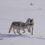 Ronan Donovan Instagram - The bonds between wolves sustains them through challenging hunts, territorial disputes with other packs, raising pups, and much more. Plus, it just feels good for them to be close and to be in relationship - releasing dopamine and other ‘feel good’ neurochemicals when they see each other or when they rub against one another. Here Mr. Blue (right) is greeted by his mate, the White Female, back in March of 2015 as they were courting each other. Eventually, they went on to form the Wapiti Lake Pack in the heart of Yellowstone National Park. 4th 📷: @willsaundersphoto @jackwolfskin #jackwolfskin