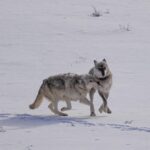 Ronan Donovan Instagram - The bonds between wolves sustains them through challenging hunts, territorial disputes with other packs, raising pups, and much more. Plus, it just feels good for them to be close and to be in relationship - releasing dopamine and other ‘feel good’ neurochemicals when they see each other or when they rub against one another. Here Mr. Blue (right) is greeted by his mate, the White Female, back in March of 2015 as they were courting each other. Eventually, they went on to form the Wapiti Lake Pack in the heart of Yellowstone National Park. 4th 📷: @willsaundersphoto @jackwolfskin #jackwolfskin