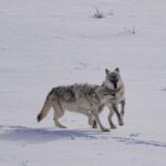 Ronan Donovan Instagram - The bonds between wolves sustains them through challenging hunts, territorial disputes with other packs, raising pups, and much more. Plus, it just feels good for them to be close and to be in relationship - releasing dopamine and other ‘feel good’ neurochemicals when they see each other or when they rub against one another. Here Mr. Blue (right) is greeted by his mate, the White Female, back in March of 2015 as they were courting each other. Eventually, they went on to form the Wapiti Lake Pack in the heart of Yellowstone National Park. 4th 📷: @willsaundersphoto @jackwolfskin #jackwolfskin