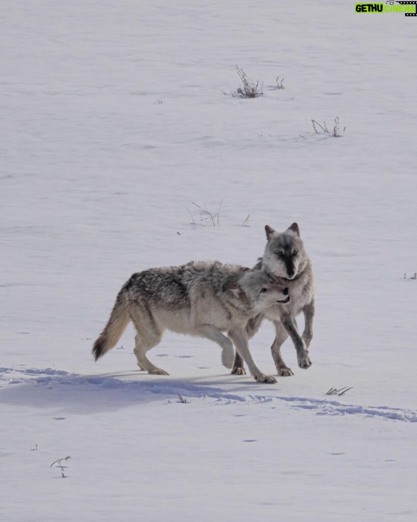 Ronan Donovan Instagram - The bonds between wolves sustains them through challenging hunts, territorial disputes with other packs, raising pups, and much more. Plus, it just feels good for them to be close and to be in relationship - releasing dopamine and other ‘feel good’ neurochemicals when they see each other or when they rub against one another. Here Mr. Blue (right) is greeted by his mate, the White Female, back in March of 2015 as they were courting each other. Eventually, they went on to form the Wapiti Lake Pack in the heart of Yellowstone National Park. 4th 📷: @willsaundersphoto @jackwolfskin #jackwolfskin
