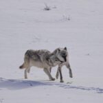 Ronan Donovan Instagram - The bonds between wolves sustains them through challenging hunts, territorial disputes with other packs, raising pups, and much more. Plus, it just feels good for them to be close and to be in relationship - releasing dopamine and other ‘feel good’ neurochemicals when they see each other or when they rub against one another. Here Mr. Blue (right) is greeted by his mate, the White Female, back in March of 2015 as they were courting each other. Eventually, they went on to form the Wapiti Lake Pack in the heart of Yellowstone National Park. 4th 📷: @willsaundersphoto @jackwolfskin #jackwolfskin