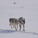 Ronan Donovan Instagram - The bonds between wolves sustains them through challenging hunts, territorial disputes with other packs, raising pups, and much more. Plus, it just feels good for them to be close and to be in relationship - releasing dopamine and other ‘feel good’ neurochemicals when they see each other or when they rub against one another. Here Mr. Blue (right) is greeted by his mate, the White Female, back in March of 2015 as they were courting each other. Eventually, they went on to form the Wapiti Lake Pack in the heart of Yellowstone National Park. 4th 📷: @willsaundersphoto @jackwolfskin #jackwolfskin