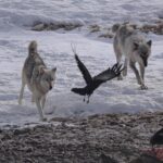 Ronan Donovan Instagram - The bonds between wolves sustains them through challenging hunts, territorial disputes with other packs, raising pups, and much more. Plus, it just feels good for them to be close and to be in relationship - releasing dopamine and other ‘feel good’ neurochemicals when they see each other or when they rub against one another. Here Mr. Blue (right) is greeted by his mate, the White Female, back in March of 2015 as they were courting each other. Eventually, they went on to form the Wapiti Lake Pack in the heart of Yellowstone National Park. 4th 📷: @willsaundersphoto @jackwolfskin #jackwolfskin