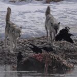 Ronan Donovan Instagram - The bonds between wolves sustains them through challenging hunts, territorial disputes with other packs, raising pups, and much more. Plus, it just feels good for them to be close and to be in relationship - releasing dopamine and other ‘feel good’ neurochemicals when they see each other or when they rub against one another. Here Mr. Blue (right) is greeted by his mate, the White Female, back in March of 2015 as they were courting each other. Eventually, they went on to form the Wapiti Lake Pack in the heart of Yellowstone National Park. 4th 📷: @willsaundersphoto @jackwolfskin #jackwolfskin