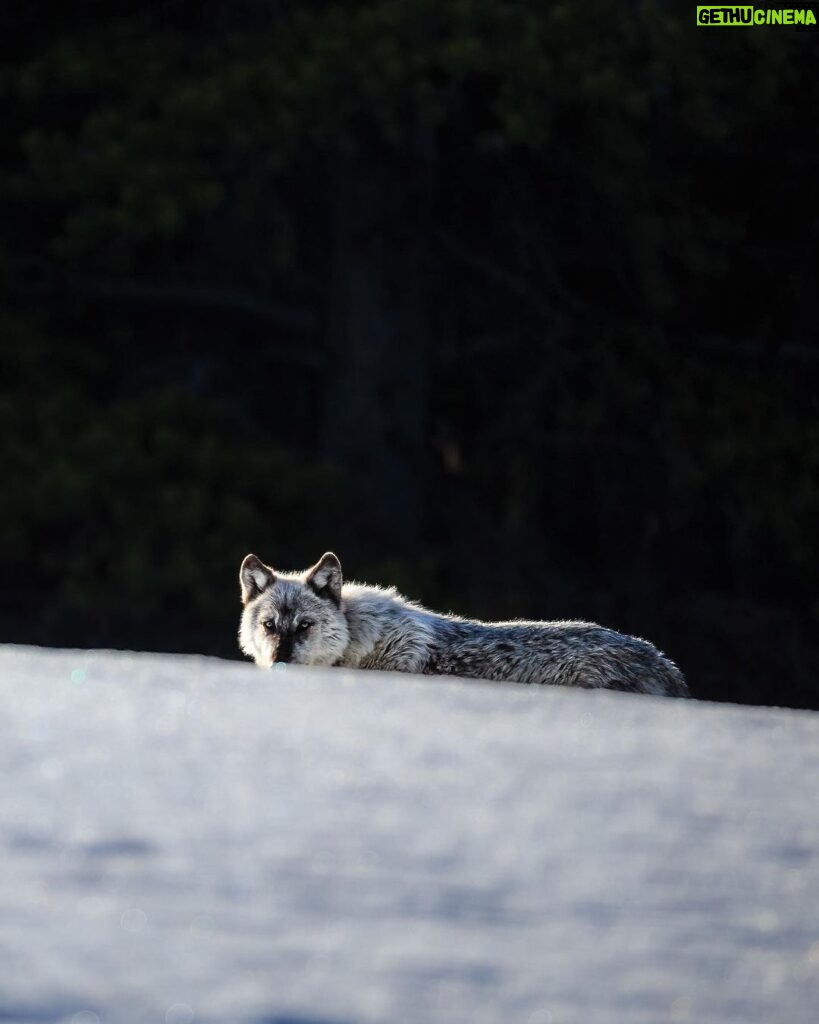Ronan Donovan Instagram - Winter is by far my favorite time to look for wolves in Yellowstone. Swipe to see one of Yellowstone’s famous wolves, Mr. Blue, checking me out from afar back in 2015. 📷: @willsaundersphoto @jackwolfskin #jackwolfskin Yellowstone National Park