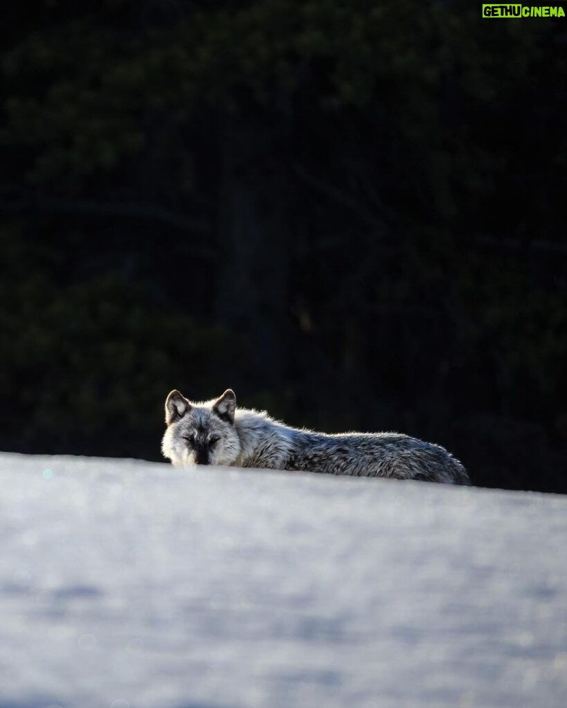Ronan Donovan Instagram - Winter is by far my favorite time to look for wolves in Yellowstone. Swipe to see one of Yellowstone’s famous wolves, Mr. Blue, checking me out from afar back in 2015. 📷: @willsaundersphoto @jackwolfskin #jackwolfskin Yellowstone National Park