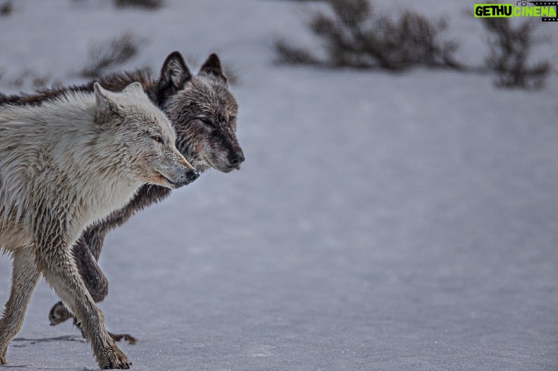 Ronan Donovan Instagram - These photographs were taken by @ronan_donovan who we are so pleased to have as a speaker for our @vital.impacts Student Speaker Series! Ronan has spent a lot of time among wolves. He’s witnessed how wolves are powerful, intelligent, social mammals that have evolved to live in family structures similar to humans and he hopes that his photos will provide people with a better understanding of these often-misunderstood animals. He poses the question, “What if modern humans didn't have to live in conflict with the natural world? What if the wolf was just a wolf and not only the myths we've created? We have lived alongside wolves, even bringing them into our homes, far longer than we've lived in conflict.” @changemakertalent #VitalImpactsSpeakerSeries #ChangemakerTalent #changemakers #InspiringChange #EnvironmentalStewardship #VitalImpacts #wildlife #conservationphotography #wolves #arctic @yellowstonenps @nationalparkservice