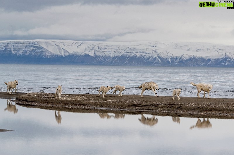Ronan Donovan Instagram - These photographs were taken by @ronan_donovan who we are so pleased to have as a speaker for our @vital.impacts Student Speaker Series! Ronan has spent a lot of time among wolves. He’s witnessed how wolves are powerful, intelligent, social mammals that have evolved to live in family structures similar to humans and he hopes that his photos will provide people with a better understanding of these often-misunderstood animals. He poses the question, “What if modern humans didn't have to live in conflict with the natural world? What if the wolf was just a wolf and not only the myths we've created? We have lived alongside wolves, even bringing them into our homes, far longer than we've lived in conflict.” @changemakertalent #VitalImpactsSpeakerSeries #ChangemakerTalent #changemakers #InspiringChange #EnvironmentalStewardship #VitalImpacts #wildlife #conservationphotography #wolves #arctic @yellowstonenps @nationalparkservice