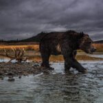 Ronan Donovan Instagram - Yesterday, Montana’s House and the Senate voted through the below bills related to wolves and bears.⁣ There’s a link in my bio to a series of resources from press releases and how to contact Montana’s Governor and state politicians. These bills affect bison, bears (black and grizzly), wolves and the health of landscapes as a whole.⁣ These bills come from small private special interest groups in Montana and are not based upon science-based wildlife management. Hunters, anglers, wildlife watchers and citizens of Montana should be deeply concerned. ⁣ ⁣ SB 314⁣ Bill passed 64-36 on a mostly party line vote. Three Republicans broke ranks (Greef, Nave, and Putnam) to vote against the bill. ⁣ ⁣ Synopsis: Establishes the intent of wolf hunting and trapping seasons that could reduce Montana’s wolf population to a minimum of 15 breeding pairs. Would also allow FWP to authorize a single individual to kill an unlimited number of wolves. Finally, it allows night hunting on private lands with the use of artificial light or night vision scopes.⁣ ⁣ HB 468⁣ Bill passed 28-22. Three Republicans broke ranks (Molnar, Weborn, and Saloman) and voted against the bill. Brad Molnar (Billings) spoke out against the bill arguing that it could lead to the delisting of the Grizzly Bear b/c the hunt will be held in the Spring and cubs could easily die without their mothers.    ⁣ ⁣ Synopsis: Authorizes the use of dogs while hunting black bears and establishes a training season from end of spring until June 15 of that year. ⁣ ⁣ SB 337⁣ Bill passed 67-33 on a straight party line vote. ⁣  ⁣ Synopsis: Establishes that the FWP can respond to any bear that is 'causing conflict outside of a federal recovery zone.' Additionally, 'If the bear is to be relocated the department may not relocate the bear.' Which, in our reading, means the bear must be killed.⁣ ⁣ SJ 18⁣ Bill passed 68-32  Rep. Fielder offered an amendment that would extend the resolution to the entire state instead of concentrating on areas that 'meet the criteria.' The amendment also states that the management of Montana's grizzly bears would exempt the delisting of grizzly bear populations from judicial review. ⁣ Link in my bio for info Montana, USA