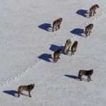 Ronan Donovan Instagram - Yesterday, Montana’s House and the Senate voted through the below bills related to wolves and bears.⁣ There’s a link in my bio to a series of resources from press releases and how to contact Montana’s Governor and state politicians. These bills affect bison, bears (black and grizzly), wolves and the health of landscapes as a whole.⁣ These bills come from small private special interest groups in Montana and are not based upon science-based wildlife management. Hunters, anglers, wildlife watchers and citizens of Montana should be deeply concerned. ⁣ ⁣ SB 314⁣ Bill passed 64-36 on a mostly party line vote. Three Republicans broke ranks (Greef, Nave, and Putnam) to vote against the bill. ⁣ ⁣ Synopsis: Establishes the intent of wolf hunting and trapping seasons that could reduce Montana’s wolf population to a minimum of 15 breeding pairs. Would also allow FWP to authorize a single individual to kill an unlimited number of wolves. Finally, it allows night hunting on private lands with the use of artificial light or night vision scopes.⁣ ⁣ HB 468⁣ Bill passed 28-22. Three Republicans broke ranks (Molnar, Weborn, and Saloman) and voted against the bill. Brad Molnar (Billings) spoke out against the bill arguing that it could lead to the delisting of the Grizzly Bear b/c the hunt will be held in the Spring and cubs could easily die without their mothers.    ⁣ ⁣ Synopsis: Authorizes the use of dogs while hunting black bears and establishes a training season from end of spring until June 15 of that year. ⁣ ⁣ SB 337⁣ Bill passed 67-33 on a straight party line vote. ⁣  ⁣ Synopsis: Establishes that the FWP can respond to any bear that is 'causing conflict outside of a federal recovery zone.' Additionally, 'If the bear is to be relocated the department may not relocate the bear.' Which, in our reading, means the bear must be killed.⁣ ⁣ SJ 18⁣ Bill passed 68-32  Rep. Fielder offered an amendment that would extend the resolution to the entire state instead of concentrating on areas that 'meet the criteria.' The amendment also states that the management of Montana's grizzly bears would exempt the delisting of grizzly bear populations from judicial review. ⁣ Link in my bio for info Montana, USA