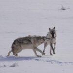 Ronan Donovan Instagram - The bonds between wolves sustains them through challenging hunts, territorial disputes with other packs, raising pups, and much more. Plus, it just feels good for them to be close and to be in relationship - releasing dopamine and other ‘feel good’ neurochemicals when they see each other or when they rub against one another. Here Mr. Blue (right) is greeted by his mate, the White Female, back in March of 2015 as they were courting each other. Eventually, they went on to form the Wapiti Lake Pack in the heart of Yellowstone National Park. 4th 📷: @willsaundersphoto @jackwolfskin #jackwolfskin