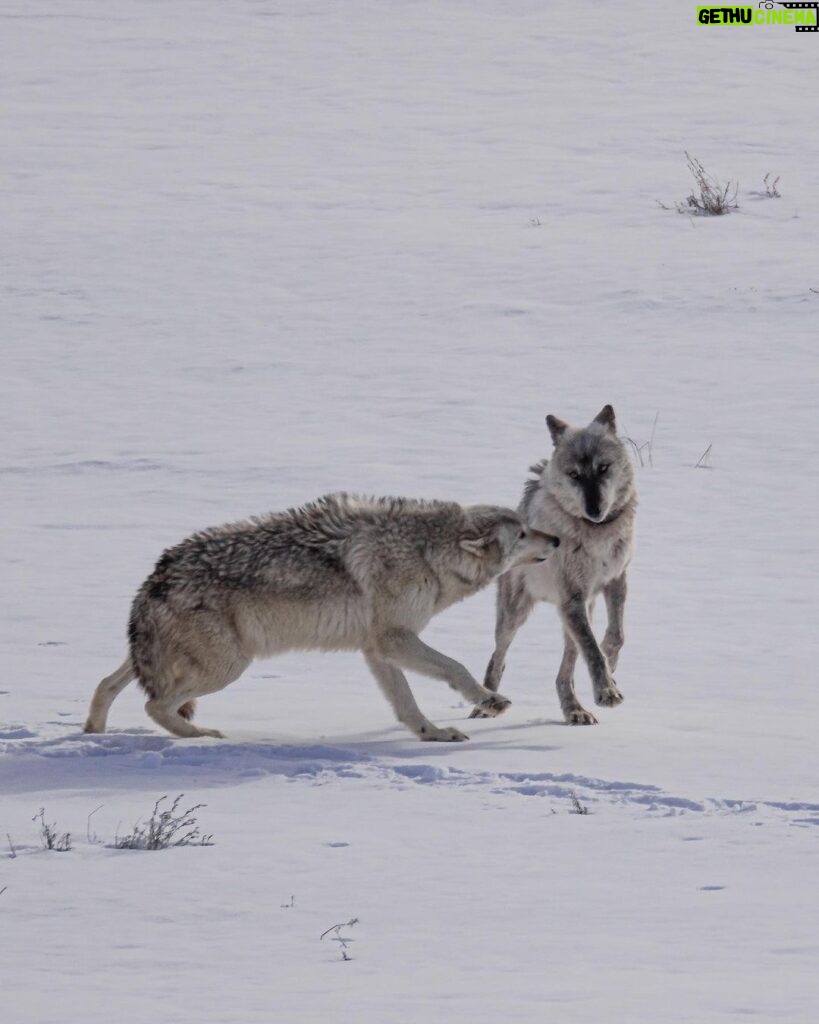 Ronan Donovan Instagram - The bonds between wolves sustains them through challenging hunts, territorial disputes with other packs, raising pups, and much more. Plus, it just feels good for them to be close and to be in relationship - releasing dopamine and other ‘feel good’ neurochemicals when they see each other or when they rub against one another. Here Mr. Blue (right) is greeted by his mate, the White Female, back in March of 2015 as they were courting each other. Eventually, they went on to form the Wapiti Lake Pack in the heart of Yellowstone National Park. 4th 📷: @willsaundersphoto @jackwolfskin #jackwolfskin