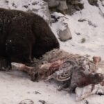 Ronan Donovan Instagram - Link in bio // Montana’s wildlife heritage is under serious threat at this time as a result of a series of bills being pushed through the Republican lead legislature. These bills relate to reducing Montana’s wolf population by 80%, legalizing, enacting a wolf bounty, wolf neck snares, blocking bison from future restoration, and more. There’s a link in my bio to a series of resources from press releases and how to contact Montana’s Governor and state politicians. These bills come from small private special interest groups in Montana and are not based upon science-based wildlife management. Hunters, anglers, wildlife watchers and citizens of Montana should be deeply concerned. ⁣ ⁣ "Already they're being marginalized, diminished in number, deprived of habitat, leached of genetic vigor, constricted within insufficient refugia, extirpated here, extirpated there. One aspect of that trend is that they're becoming disconnected from Homo sapiens and⁣ we're becoming disconnected from them. Throughout our history as a species -- tens of millennia, hundreds of millennia, going on two million years -- we have tolerated the dangerous, problematic presence of big predators, finding roles for them within our emotional universe." — David Quammen, Monster of God, 2003⁣ ⁣ "I was young then, and full of trigger-itch; I thought that because fewer wolves meant more deer, that no wolves would mean hunters’ paradise. But after seeing the green fire die, I sensed that neither the wolf nor the mountain agreed with such a view.”⁣ — Aldo Leopold, A Sand County Almanac, 1949⁣ ⁣ As self-centered modern humans, indeed we are still young. ⁣ ⁣ Montana, USA