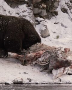 Ronan Donovan Instagram - Link in bio // Montana’s wildlife heritage is under serious threat at this time as a result of a series of bills being pushed through the Republican lead legislature. These bills relate to reducing Montana’s wolf population by 80%, legalizing, enacting a wolf bounty, wolf neck snares, blocking bison from future restoration, and more. There’s a link in my bio to a series of resources from press releases and how to contact Montana’s Governor and state politicians. These bills come from small private special interest groups in Montana and are not based upon science-based wildlife management. Hunters, anglers, wildlife watchers and citizens of Montana should be deeply concerned. ⁣ ⁣ 