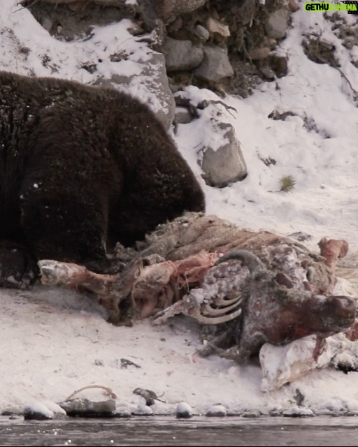 Ronan Donovan Instagram - Link in bio // Montana’s wildlife heritage is under serious threat at this time as a result of a series of bills being pushed through the Republican lead legislature. These bills relate to reducing Montana’s wolf population by 80%, legalizing, enacting a wolf bounty, wolf neck snares, blocking bison from future restoration, and more. There’s a link in my bio to a series of resources from press releases and how to contact Montana’s Governor and state politicians. These bills come from small private special interest groups in Montana and are not based upon science-based wildlife management. Hunters, anglers, wildlife watchers and citizens of Montana should be deeply concerned. ⁣ ⁣ 