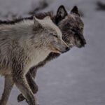 Ronan Donovan Instagram - Link in bio // Montana’s wildlife heritage is under serious threat at this time as a result of a series of bills being pushed through the Republican lead legislature. These bills relate to reducing Montana’s wolf population by 80%, enacting a wolf bounty, legalizing wolf neck snares, blocking bison from future restoration, and more. There’s a link in my bio to a series of resources from press releases and how to contact Montana’s Governor and state politicians. These bills come from small private special interest groups in Montana and are not based upon science-based wildlife management. ⁣ ⁣ “Detailed wildlife policy should be science-based and set by the Montana Fish and Wildlife Commission with the input of the public, not by the Legislature. These bills will harm the image of hunters and hunting in Montana. For decades Montana has been a leader in science-based wildlife management in the US. These bills are not based on science and are harmful to wildlife and the hunting heritage of Montana.”⁣ - From a letter of Montana residents and professional wildlife biologists and managers with a total of 1,561 years of experience in wildlife management and wildlife habitat management. Among us are 16 retired employees of Montana Fish, Wildlife, and Parks with 469 years with the agency, and three former commissioners from the Montana Fish and Wildlife Commission. Link in bio for that.⁣ ⁣ "The unsportsmanlike killing of wolves by virtually any means is a blatant rejection of the concept of fair chase hunting, as defined by the Boone and Crockett Club. Such extreme anti-predator policies will malign the image of sport hunters in the eyes of most of the public." — Christopher Servheen - retired Grizzly Bear Recovery Coordinator in the lower-48 states for the US Fish and Wildlife Service after 35 years of service, 2021⁣ #montana #wildlife @amivitale @greateryellowstone @defendersofwildlife @trapfreemt @sierraclub Montana, USA