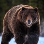 Ronan Donovan Instagram - Link in bio // Montana’s wildlife heritage is under serious threat at this time as a result of a series of bills being pushed through the Republican lead legislature. These bills relate to reducing Montana’s wolf population by 80%, enacting a wolf bounty, legalizing wolf neck snares, blocking bison from future restoration, and more. There’s a link in my bio to a series of resources from press releases and how to contact Montana’s Governor and state politicians. These bills come from small private special interest groups in Montana and are not based upon science-based wildlife management. ⁣ ⁣ “Detailed wildlife policy should be science-based and set by the Montana Fish and Wildlife Commission with the input of the public, not by the Legislature. These bills will harm the image of hunters and hunting in Montana. For decades Montana has been a leader in science-based wildlife management in the US. These bills are not based on science and are harmful to wildlife and the hunting heritage of Montana.”⁣ - From a letter of Montana residents and professional wildlife biologists and managers with a total of 1,561 years of experience in wildlife management and wildlife habitat management. Among us are 16 retired employees of Montana Fish, Wildlife, and Parks with 469 years with the agency, and three former commissioners from the Montana Fish and Wildlife Commission. Link in bio for that.⁣ ⁣ "The unsportsmanlike killing of wolves by virtually any means is a blatant rejection of the concept of fair chase hunting, as defined by the Boone and Crockett Club. Such extreme anti-predator policies will malign the image of sport hunters in the eyes of most of the public." — Christopher Servheen - retired Grizzly Bear Recovery Coordinator in the lower-48 states for the US Fish and Wildlife Service after 35 years of service, 2021⁣ #montana #wildlife @amivitale @greateryellowstone @defendersofwildlife @trapfreemt @sierraclub Montana, USA