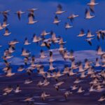Ronan Donovan Instagram - Spring is on the wing across the northern hemisphere. I took this photo a month post surgery on both of my knees after the Arctic wolf project. It was one of my first forays into the natural world after being in pain and worried about my physical abilities into the future. Seeing and hearing this annual event of resilience in the form of tens of thousands of snow geese making their way north did wonders to rejuvenate my mind and body. Take time to heal and to stand in awe of the natural world. Montana