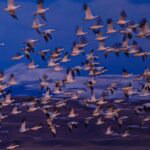 Ronan Donovan Instagram - Spring is on the wing across the northern hemisphere. I took this photo a month post surgery on both of my knees after the Arctic wolf project. It was one of my first forays into the natural world after being in pain and worried about my physical abilities into the future. Seeing and hearing this annual event of resilience in the form of tens of thousands of snow geese making their way north did wonders to rejuvenate my mind and body. Take time to heal and to stand in awe of the natural world. Montana