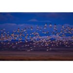 Ronan Donovan Instagram - Spring is on the wing across the northern hemisphere. I took this photo a month post surgery on both of my knees after the Arctic wolf project. It was one of my first forays into the natural world after being in pain and worried about my physical abilities into the future. Seeing and hearing this annual event of resilience in the form of tens of thousands of snow geese making their way north did wonders to rejuvenate my mind and body. Take time to heal and to stand in awe of the natural world. Montana