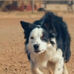 Ronda Rousey Instagram - In our experience we’ve found using dogs and horses to move our wagyu herd causes them less stress than depending entirely on machines. (And as a bonus reduces our carbon footprint 🌎❤️) So we are extremely excited have Joker’s (in the video) sister, Scar, from @mourastockdogs join our team at @browseyacres! Anyone in the market for amazing working dogs trained with patience and care check out @mourastockdogs