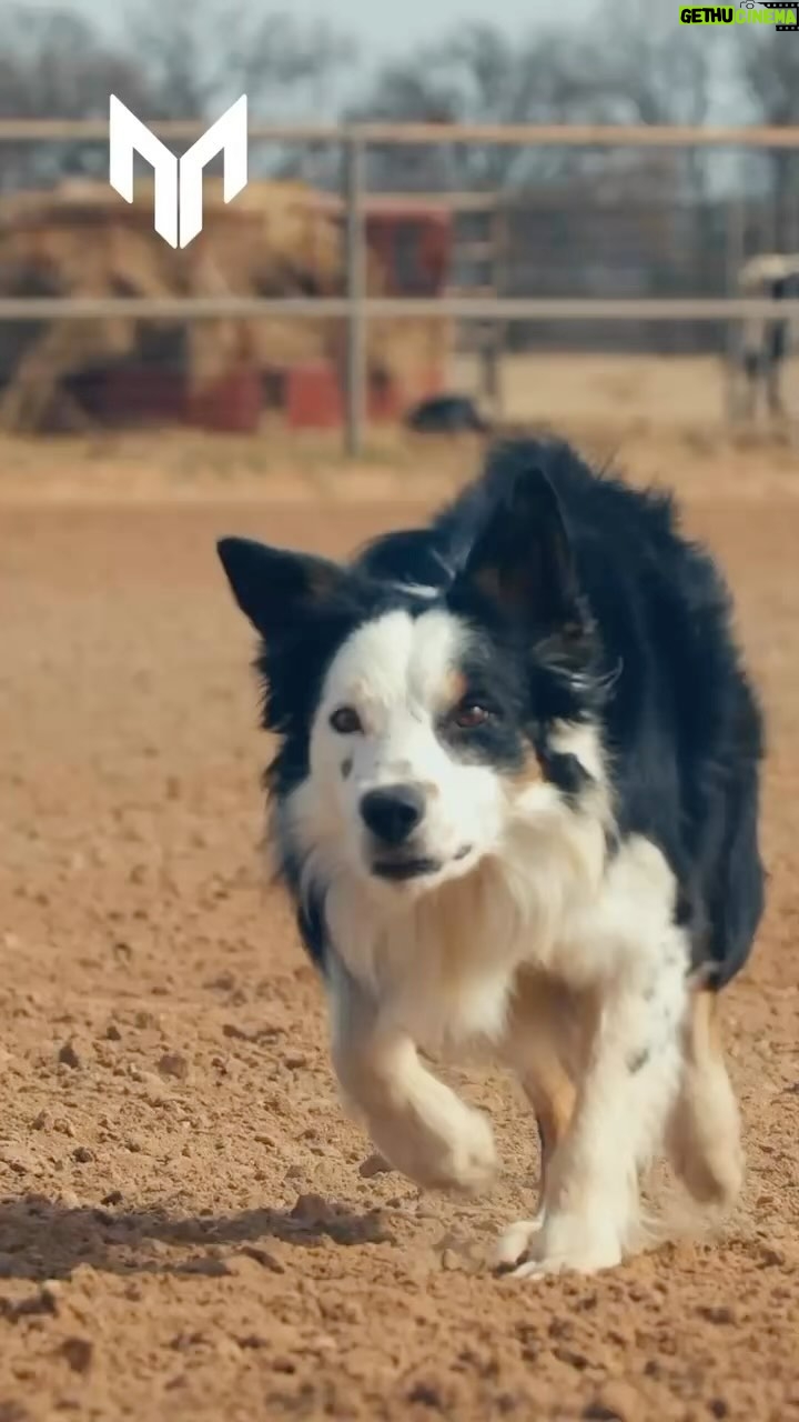 Ronda Rousey Instagram - In our experience we’ve found using dogs and horses to move our wagyu herd causes them less stress than depending entirely on machines. (And as a bonus reduces our carbon footprint 🌎❤️) So we are extremely excited have Joker’s (in the video) sister, Scar, from @mourastockdogs join our team at @browseyacres! Anyone in the market for amazing working dogs trained with patience and care check out @mourastockdogs